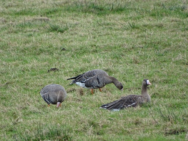 暖的绿荫场 暖的绿荫场